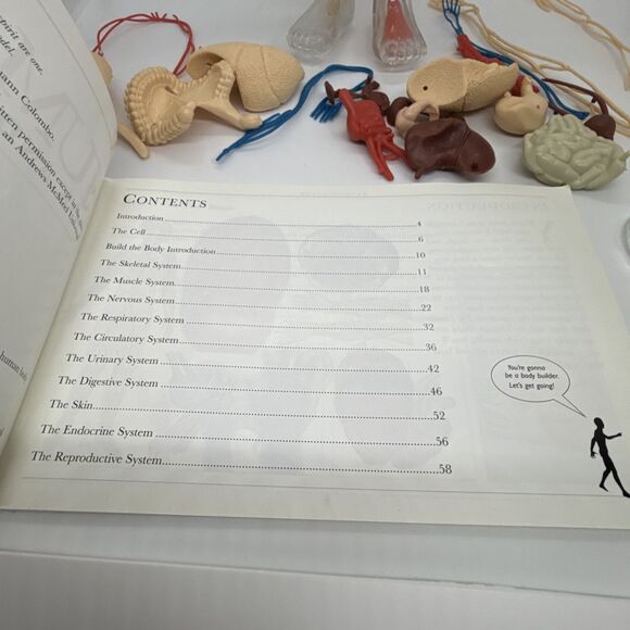 Vintage The Human Body Book And See-Through Model- Human Skeleton Kit - Picture 8 of 11